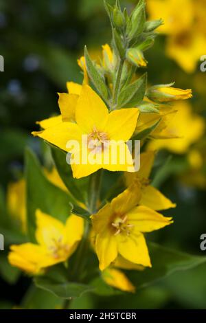 LYSIMACHIA PUNTATA losestrife punteggiata Foto Stock