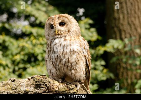 Tawny gufo Strix aluco prigioniero Foto Stock