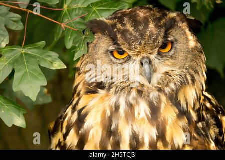 Gufo eurasiatico, bubo bubo bubo guarda fuori dalle foglie di acero di campo Grow Foto Stock