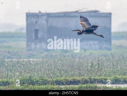 Viola Heron su un volo su una terra bagnata Foto Stock