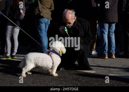 Londra, Inghilterra. 11 novembre 2021. Un uomo anziano pats un cane bianco durante un servizio di ricordo per Armistice Day a Whitehall, London Credit: Sam Mellish / Alamy Live News Foto Stock