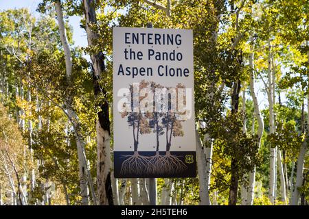 Il clone di Pando Aspen, considerato il più grande organismo del mondo, nella Fishlake National Forest, Utah. Foto Stock
