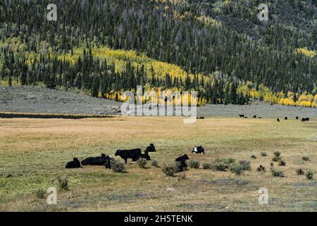 Bestiame al pascolo su terra a campo aperto vicino al lago di pesce nel Fishlake Plateau nel centro dello Utah. Foto Stock