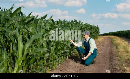 Caucasico coltivatore di mais maschio sicuro in tute con PC tablet nelle sue mani inginocchiato vicino al mais sul campo per l'ispezione Foto Stock
