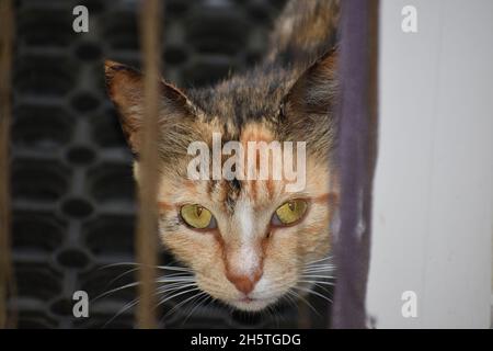 Il gatto in posa Foto Stock