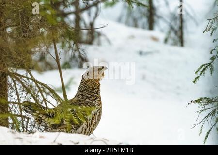 Capricci occidentali femminili, Tetrao urogallus, camminando nella neve nella foresta, provincia di Norrbotten, Svezia Foto Stock