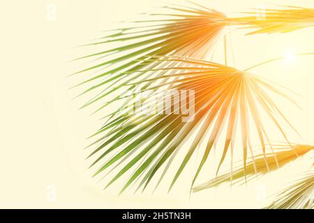 Sfondo estivo sfocato. Foglie di palma al sole. Foto Stock