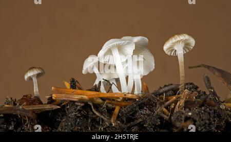Piccoli funghi micena, tra i più piccoli funghi della natura, che crescono da conifer dannus nelle Cascade Mountains dell'Oregon centrale. Foto Stock