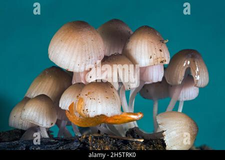 Piccoli funghi micena, tra i più piccoli funghi della natura, che crescono da conifer dannus nelle Cascade Mountains dell'Oregon centrale. Foto Stock