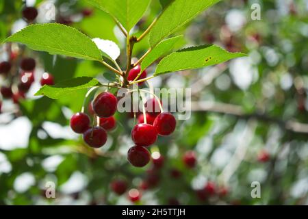 Diverse ciliegie maturanti su un ramo d'albero, primo piano. Bacche rosse. Foto Stock