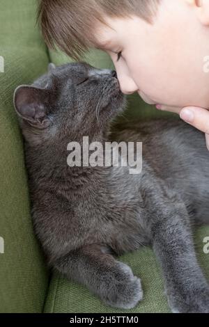 Primo piano ritratto di gatto grigio baciare con e ragazzo su uno sfondo verde. La hostess batte delicatamente il fuoco selettivo del gatto Foto Stock