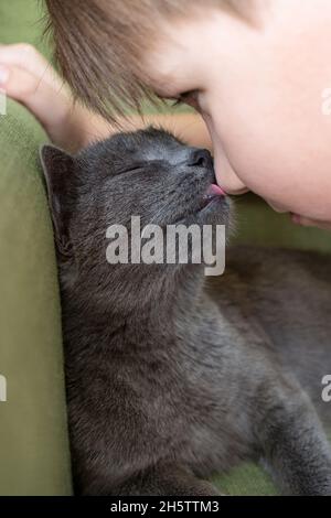 Primo piano ritratto di gatto grigio baciare con e ragazzo su uno sfondo verde. La hostess batte delicatamente il fuoco selettivo del gatto Foto Stock