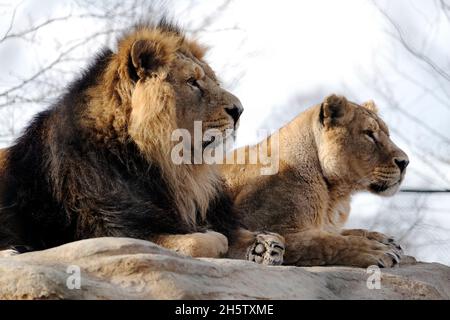 Leoni asiatici maschi e femmine, Chester Zoo, Regno Unito. Foto Stock