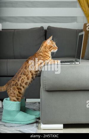 Il gatto bengala in stivali da casa caldi guarda un notebook. Scatto verticale. Foto Stock