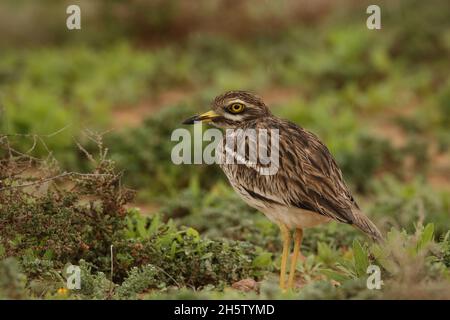 Una specie residenziale sulla Lanzarote. Specie prevalentemente notturna meglio osservata all'alba e al tramonto nel loro habitat preferito semi-desertico o arabile. Foto Stock