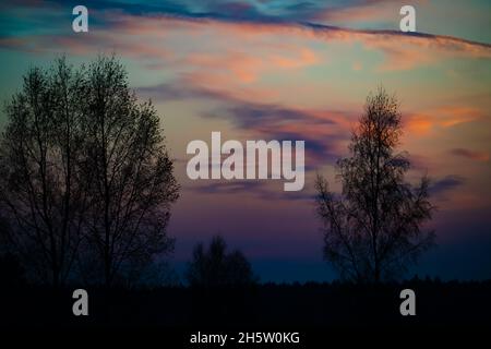 alberi che si staglia contro un'alba di mattina presto colorata Foto Stock