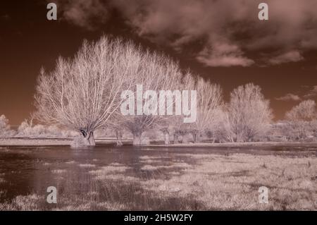 Immagine infrarossa delle acque alluvionali su aller Common Moor dove il fiume Parrett trabocca lungo la via di fuoriuscita vicino a Monks Leaze Clyse. Somerset, Inghilterra, Regno Unito Foto Stock