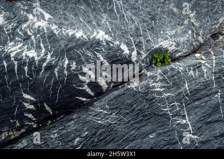 Motivi rocciosi (quarzo e granito) con spiaggia lovage (Ligusticum scoticum) che cresce da una crepa, San Lunaire-Griquet, Terranova e Labrador NL, CA Foto Stock