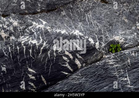 Motivi rocciosi (quarzo e granito) con spiaggia lovage (Ligusticum scoticum) che cresce da una crepa, San Lunaire-Griquet, Terranova e Labrador NL, CA Foto Stock