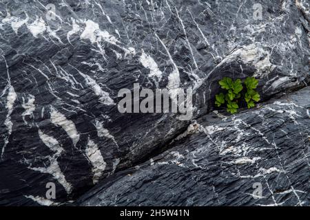 Motivi rocciosi (quarzo e granito) con spiaggia lovage (Ligusticum scoticum) che cresce da una crepa, San Lunaire-Griquet, Terranova e Labrador NL, CA Foto Stock