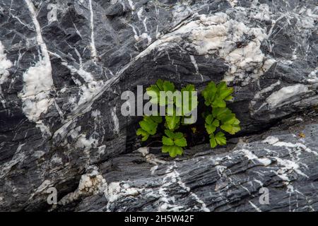 Motivi rocciosi (quarzo e granito) con spiaggia lovage (Ligusticum scoticum) che cresce da una crepa, San Lunaire-Griquet, Terranova e Labrador NL, CA Foto Stock