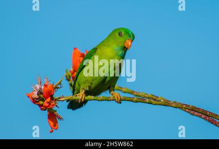 Pappagallo sospeso Vernal, uno dei pappagalli più piccoli dell'India. Foto Stock