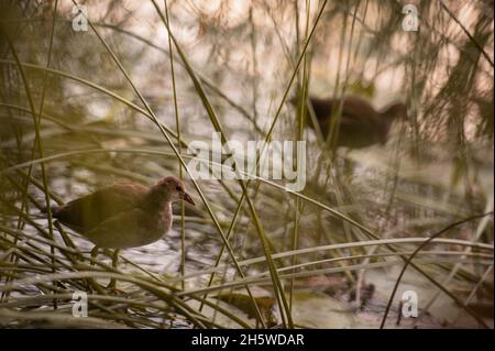 Una parula di canne si trova sulla riva del lago nell'erba Foto Stock