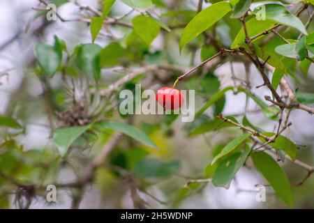 frutta acerola all'aperto a rio de janeiro. Foto Stock