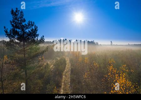 Una vasta pianura coltivata con pini. E' mattina d'autunno, una nebbia illuminata dai raggi del sole si innalza sulla foresta. Vista dal drone. Foto Stock