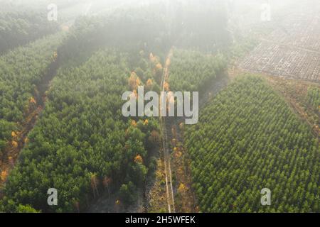 Una vasta pianura coltivata con pini. E' mattina d'autunno, una nebbia illuminata dai raggi del sole si innalza sulla foresta. Vista dal drone. Foto Stock
