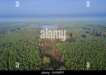 Una vasta pianura coltivata con pini. E' mattina d'autunno, una nebbia illuminata dai raggi del sole si innalza sulla foresta. Vista dal drone. Foto Stock