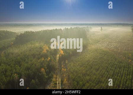 Una vasta pianura coltivata con pini. E' mattina d'autunno, una nebbia illuminata dai raggi del sole si innalza sulla foresta. Vista dal drone. Foto Stock