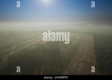 Una vasta pianura coltivata con pini. E' mattina d'autunno, una nebbia illuminata dai raggi del sole si innalza sulla foresta. Vista dal drone. Foto Stock