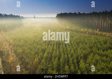 Una vasta pianura coltivata con pini. E' mattina d'autunno, una nebbia illuminata dai raggi del sole si innalza sulla foresta. Vista dal drone. Foto Stock