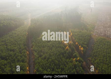 Una vasta pianura coltivata con pini. E' mattina d'autunno, una nebbia illuminata dai raggi del sole si innalza sulla foresta. Vista dal drone. Foto Stock