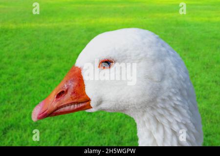 Dettaglio della testa di un'oca bianca isolata su sfondo bianco Foto Stock