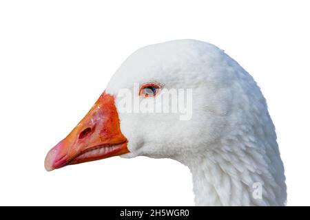 Dettaglio della testa di un'oca bianca isolata su sfondo bianco Foto Stock