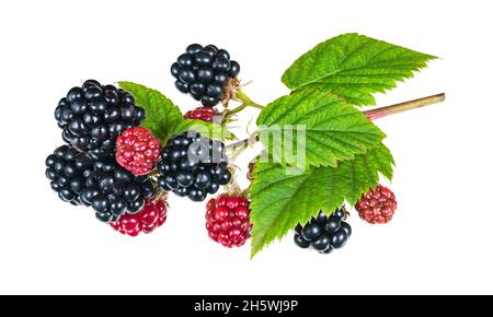 Bellissimi more mature e maturanti su ramoscello isolato su sfondo bianco. Primo piano di bacche nere o rosse e foglie verdi. Natura bramble ramo. Foto Stock