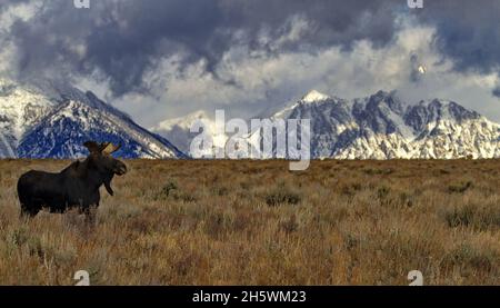 L'alce di toro adulte si erge con uno sguardo maestoso mentre le nuvole di tempesta si rotolano sulle vette delle montagne nel Grand Teton National Park in Wyoming Foto Stock