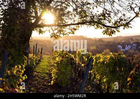 Sagome di alberi di noce il tramonto dorato sui campi di vite in Renania-Palatinato Germania Foto Stock