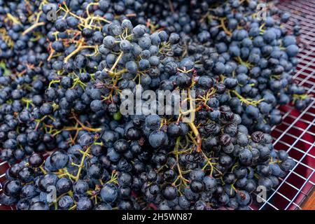 Tradizionale raccolta a mano di uve e preparazione alla fermentazione. Foto Stock