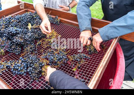 Tradizionale raccolta a mano di uve e preparazione alla fermentazione. Foto Stock