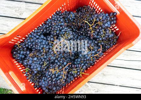 Tradizionale raccolta a mano di uve e preparazione alla fermentazione. Foto Stock