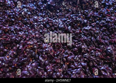 Tradizionale raccolta a mano di uve e preparazione alla fermentazione. Foto Stock