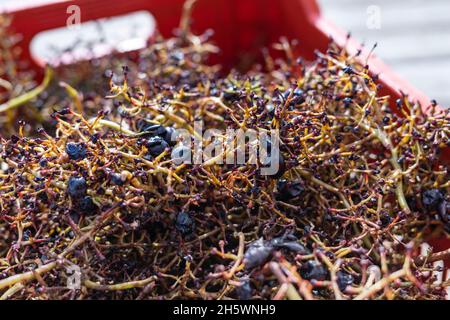 Tradizionale raccolta a mano di uve e preparazione alla fermentazione. Foto Stock