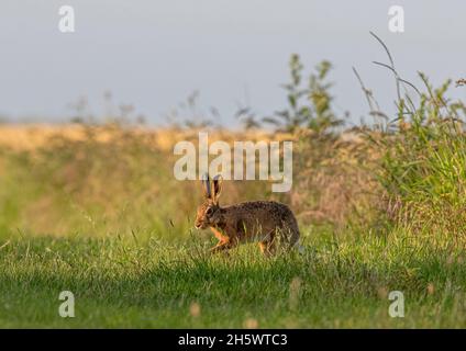 Una Lepre marrone illuminata al sole, che corre attraverso l'erba con uno sfondo di margini di campo e grano dorato Suffolk , Regno Unito Foto Stock