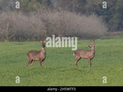 Un paio di caprioli femmine (Capreolus capreolus) in piedi allerta nel grano crescente su una fattoria Suffolk . REGNO UNITO Foto Stock