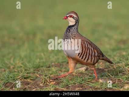 Un partridge francese o rosso ( Alectoris rufa) che attraversa un campo agricolo. Suffolk, Regno Unito Foto Stock