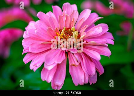 Zinnia comune (Zinnia elegans) è raffigurato, 9 luglio 2011, a Columbus, Mississippi. Le zinnie sono native del Messico e sono state raccolte per la prima volta nel 1789. Foto Stock