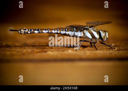 Una Dragonfly (Southern Hawker) che riposa su una tavola di legno nel mese di giugno Foto Stock